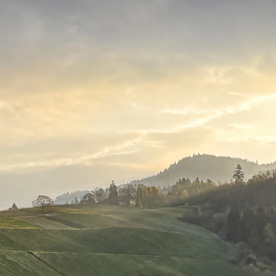 Weinberge und bewaldete Höhen im Abendlicht